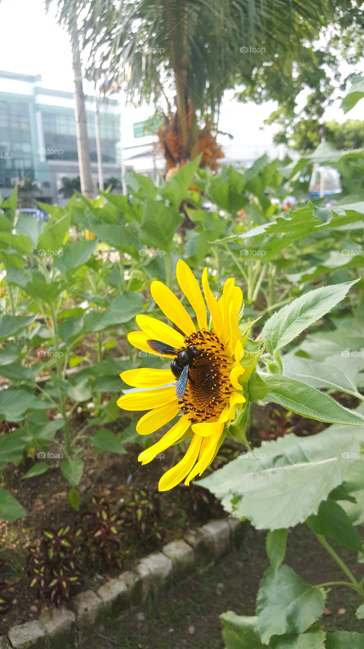 Bee and the sunflower