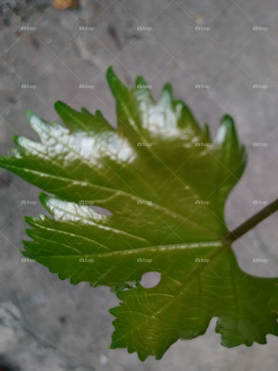 leaf