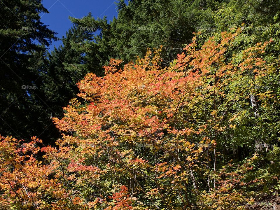 Maple trees in the forests of Western Oregon with leaves shining in their stunning fall colors of red, orange, and yellow on a sunny autumn day. 