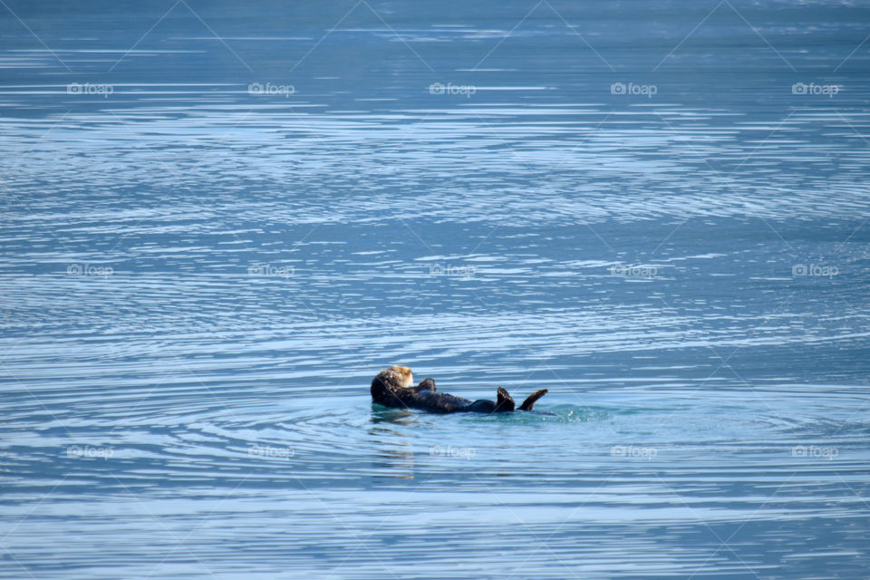 Water, Sea, Ocean, Swimming, No Person