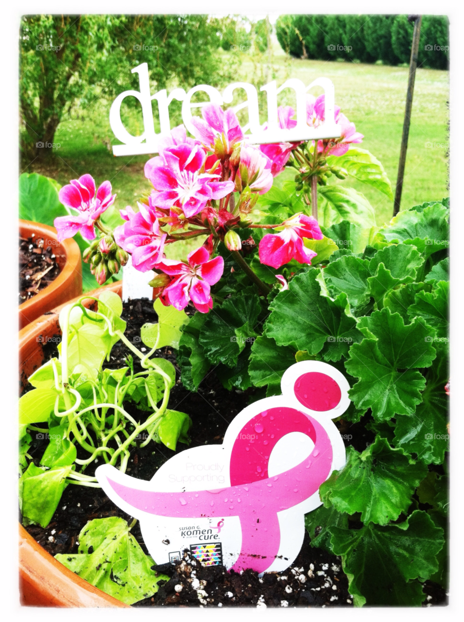 spring pink flower dream by jasonoleham