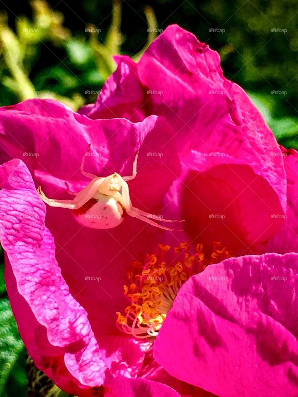 Welcome to My Rosy Parlor