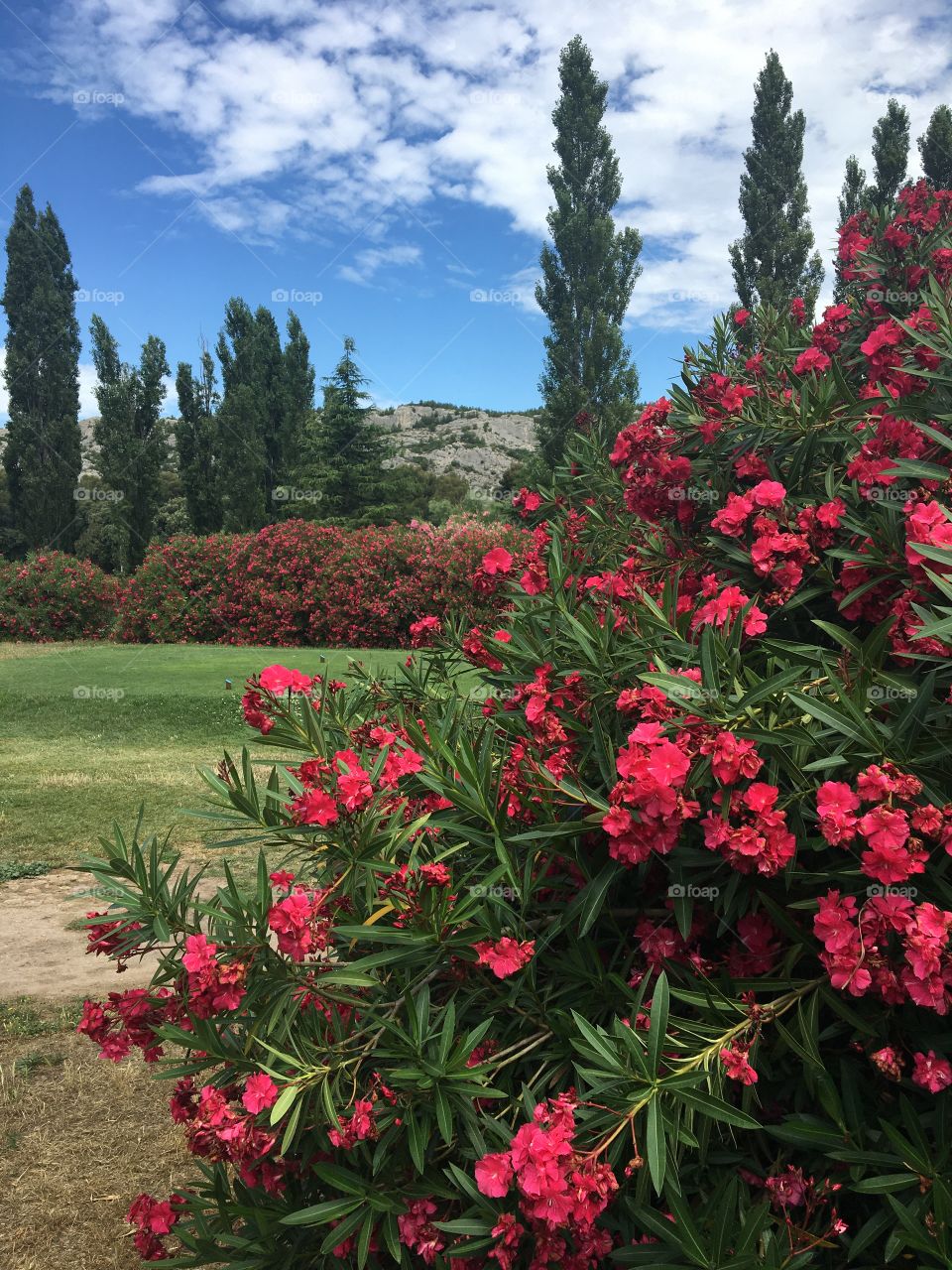 Red oleander in landscape from Provence