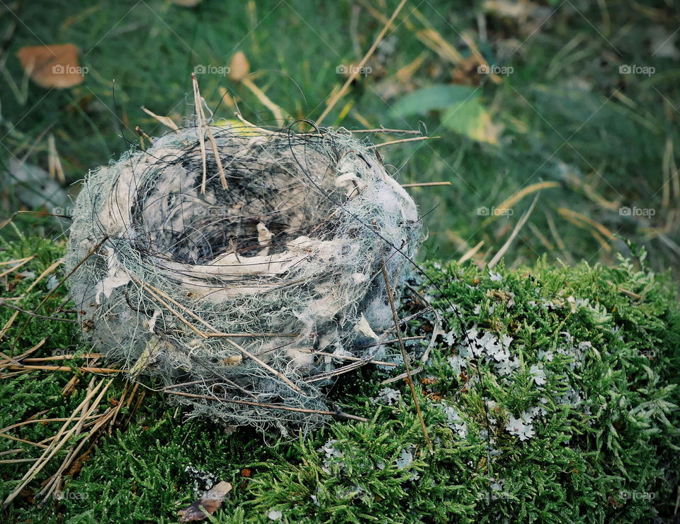 Bird's nest on the ground