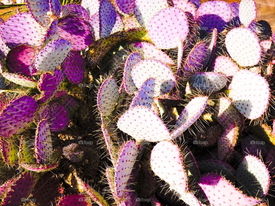 Full frame of cactus plant