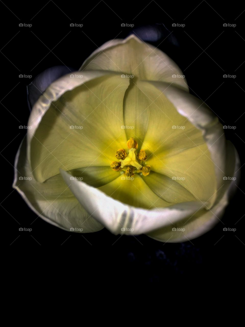 Tulip