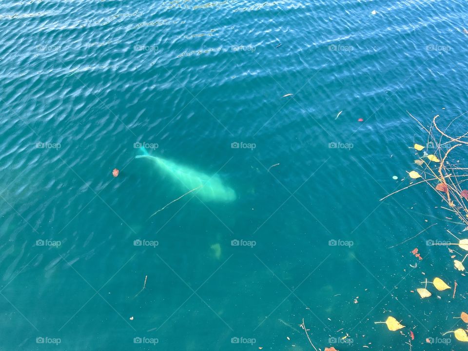Giant koi in city pond