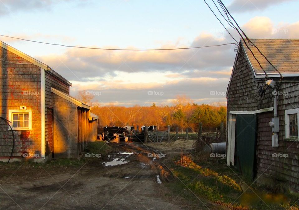 FARM BARNS COWS AUTUM