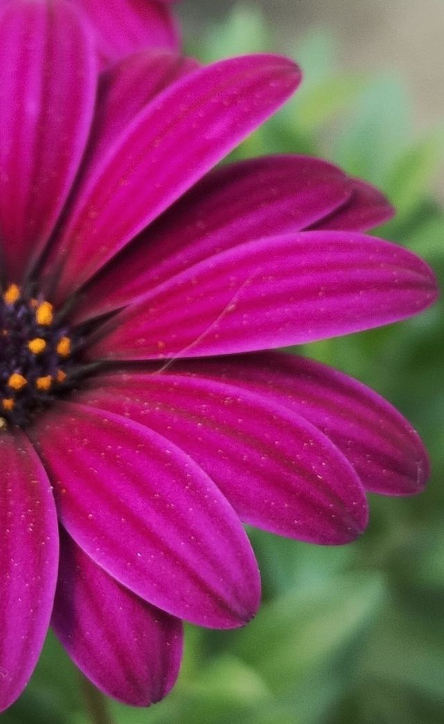 Daisy