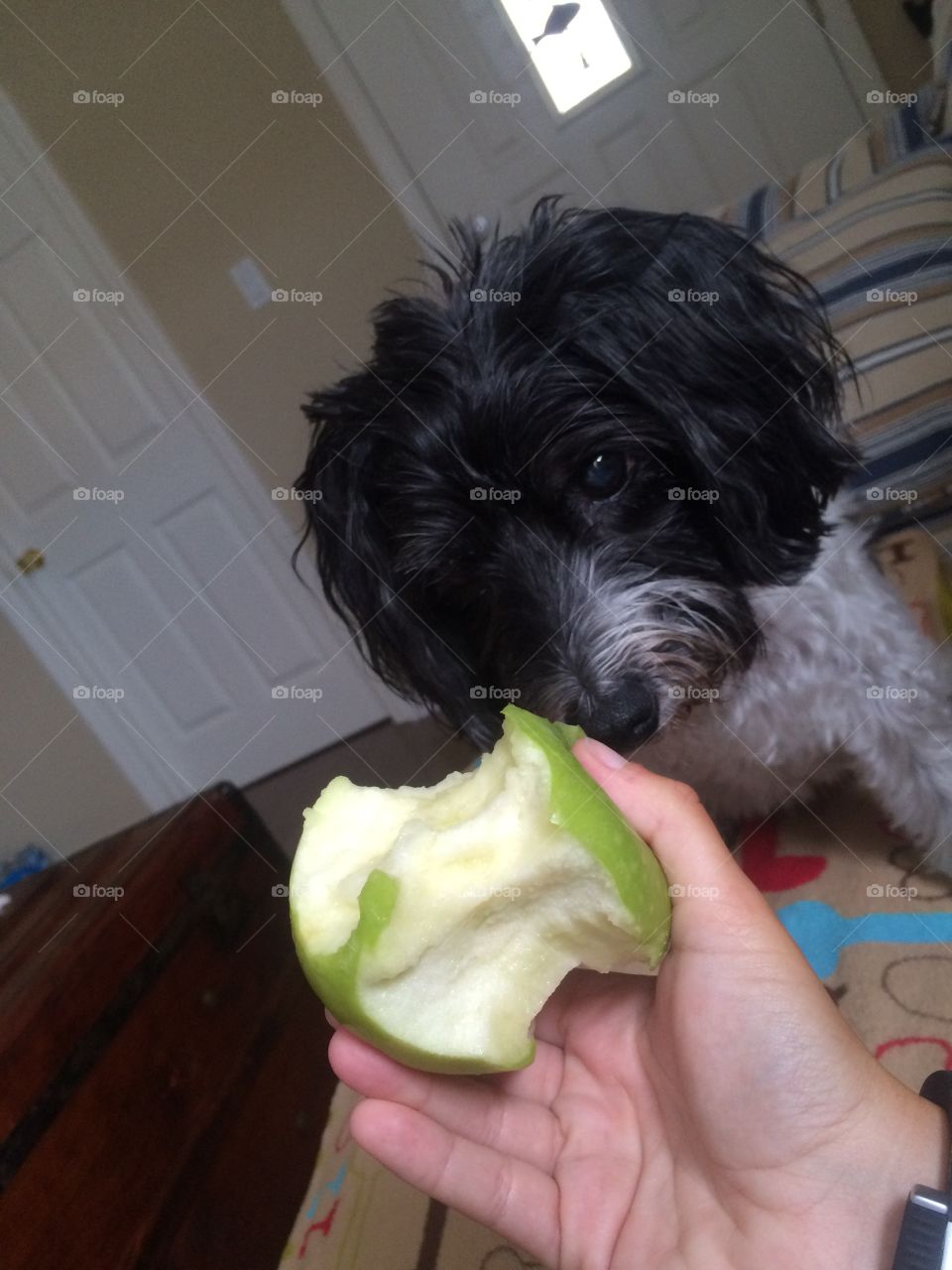 Temptation . Dog trying to eat apple 