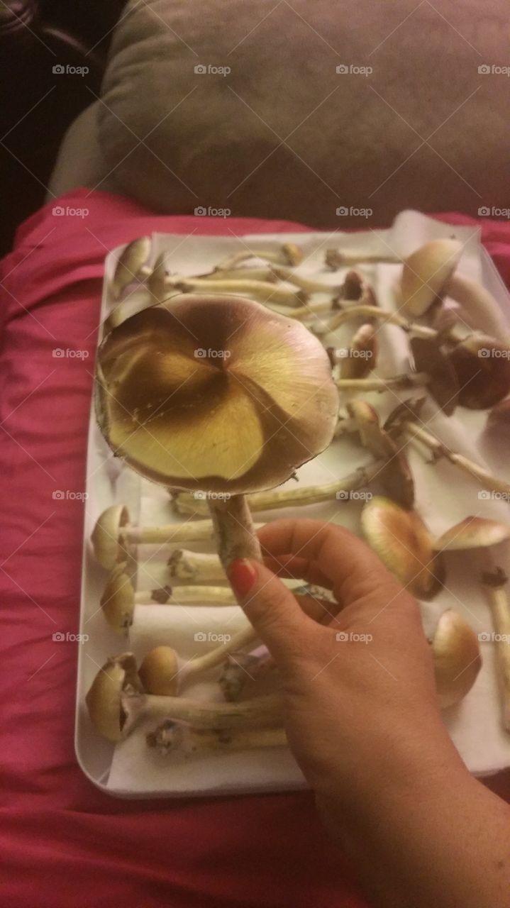 Large psychedelic mushroom fresh