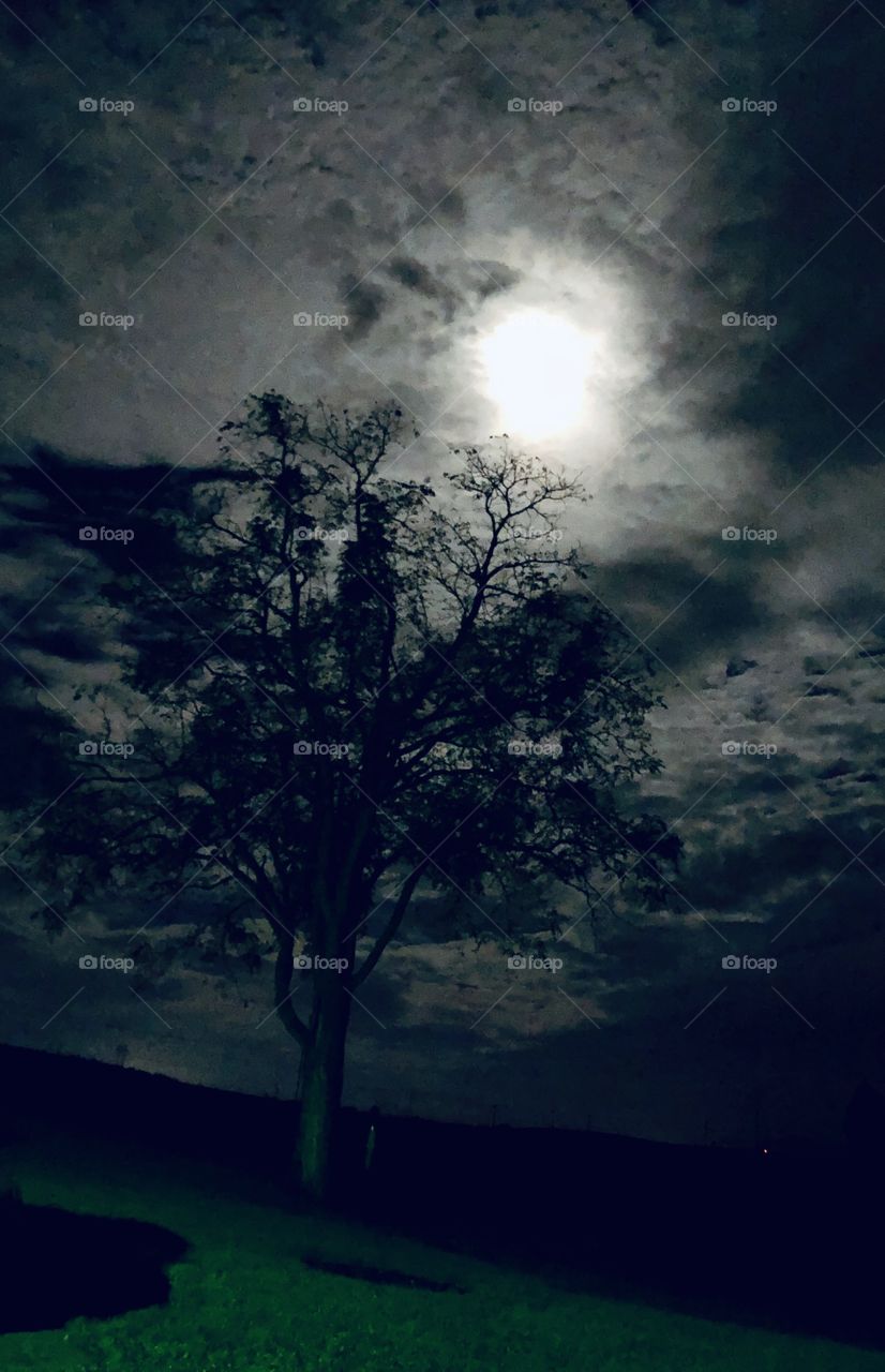 Moonlight and tree rural scenery night sky 