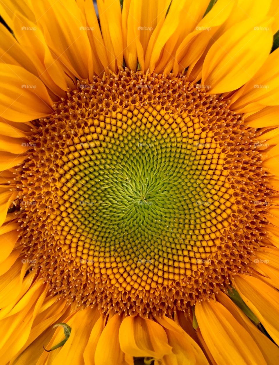 Full frame shot of sunflower