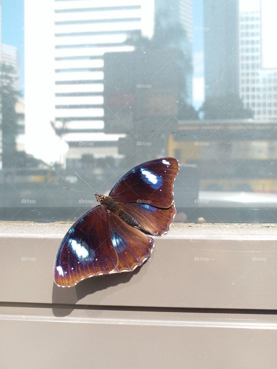 blue butterfly city building