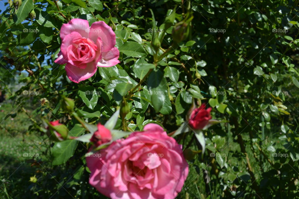 pink roses