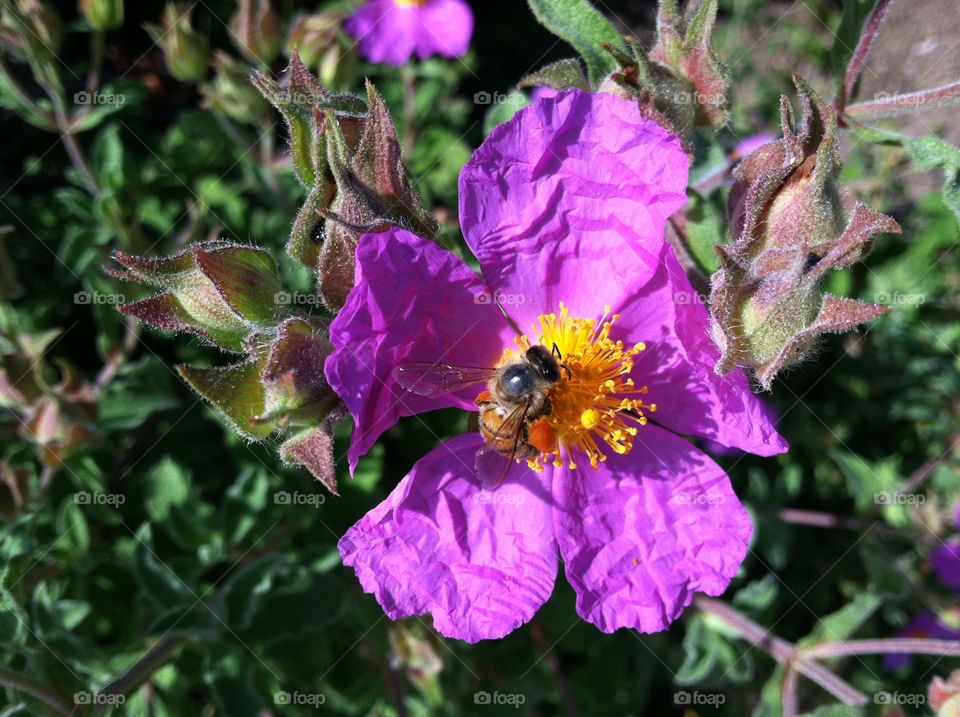 Bee working on a wild rose.