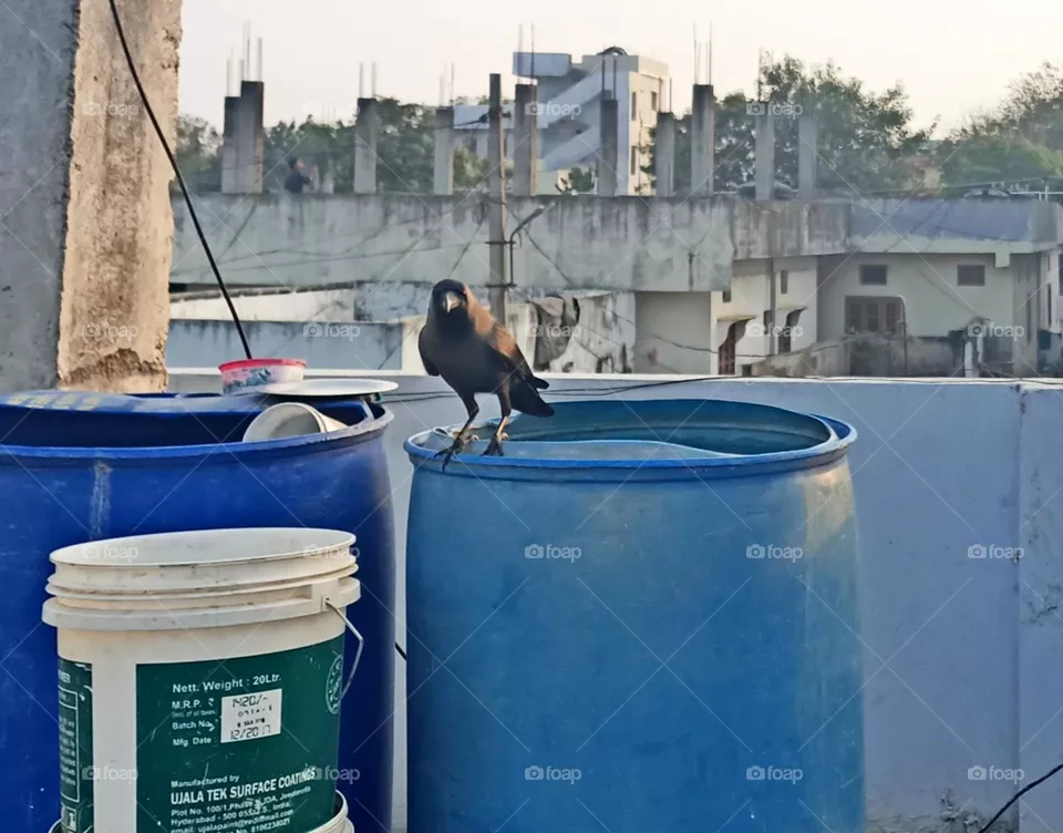 crow