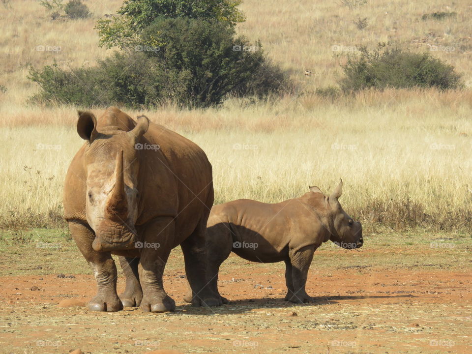 Rhinoceros mother and her calf. (Just found out that these two were poached not long after taking these photos)