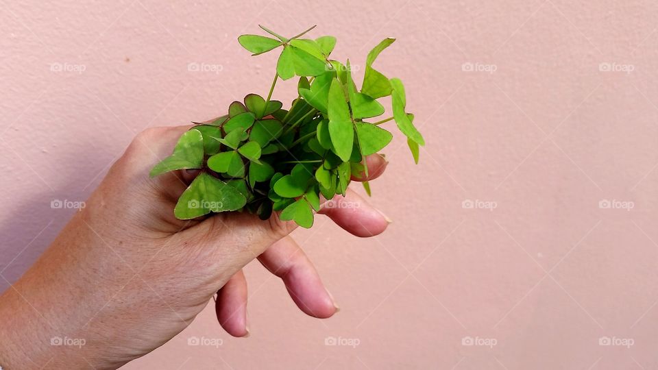 Clover in hand