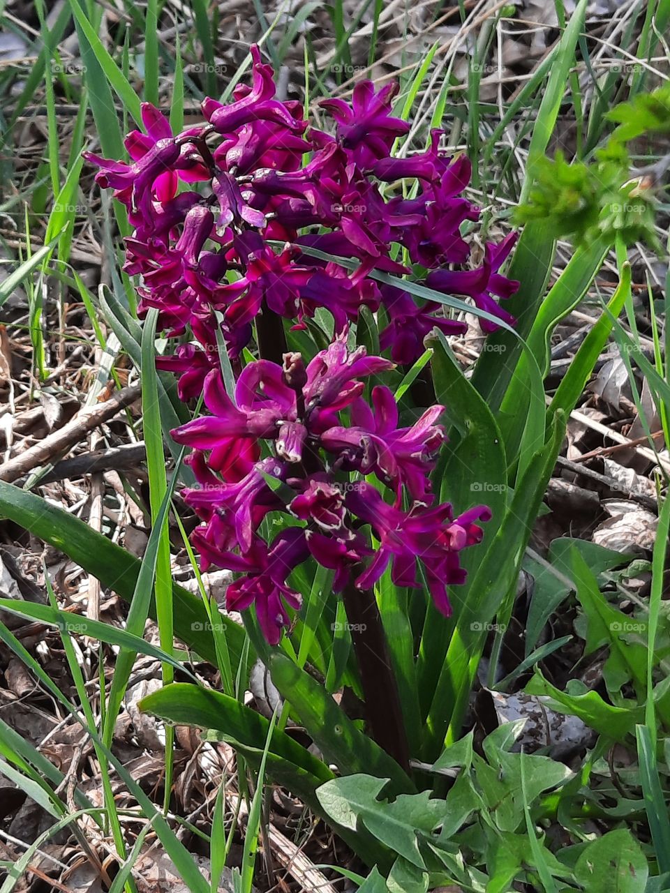 magenta flowers of hyacinth in spring garden