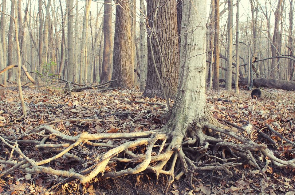 Partial tree roots exposed because the creek ran dry