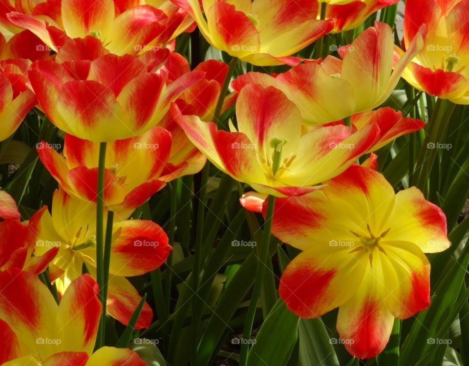 Stunning yellow tulips