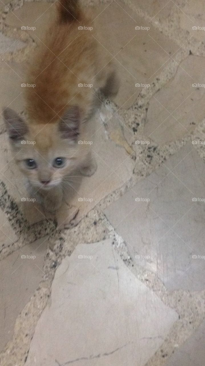 Little yellow rescued kitty