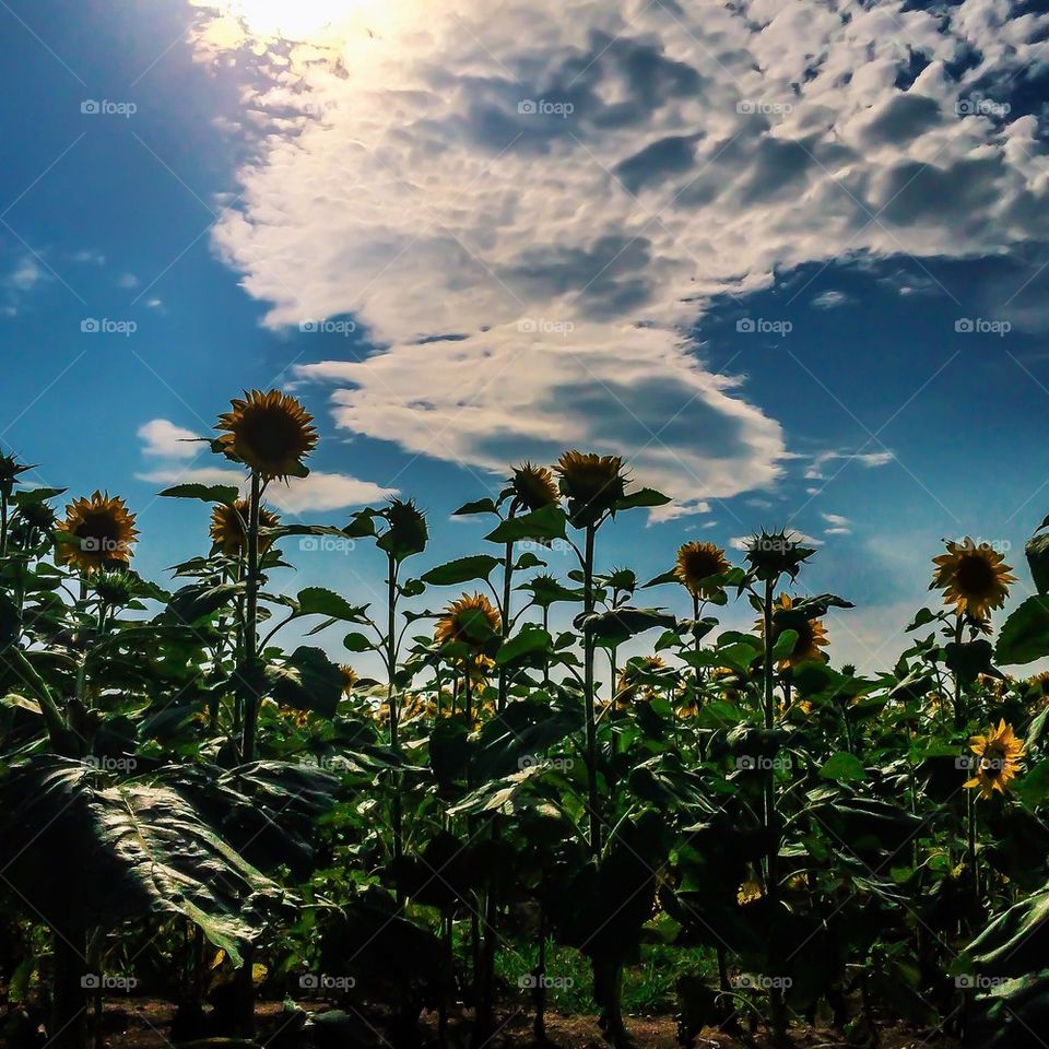 Sunflower