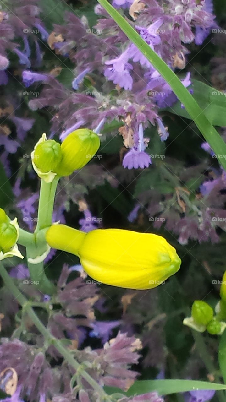 Nature. Yellow and Purple