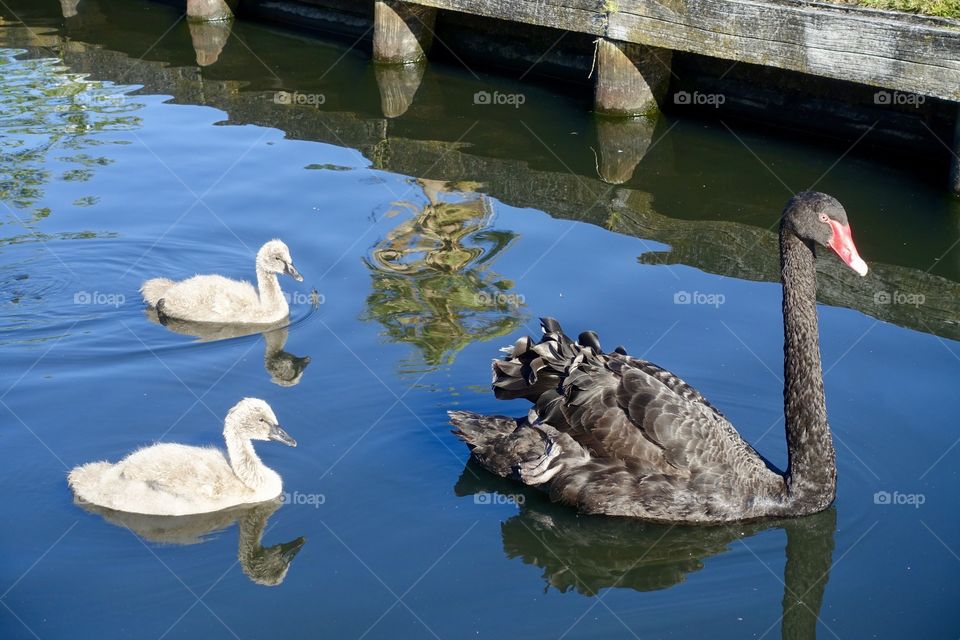 Two cygnets of black swan and a parent are spending on the water.