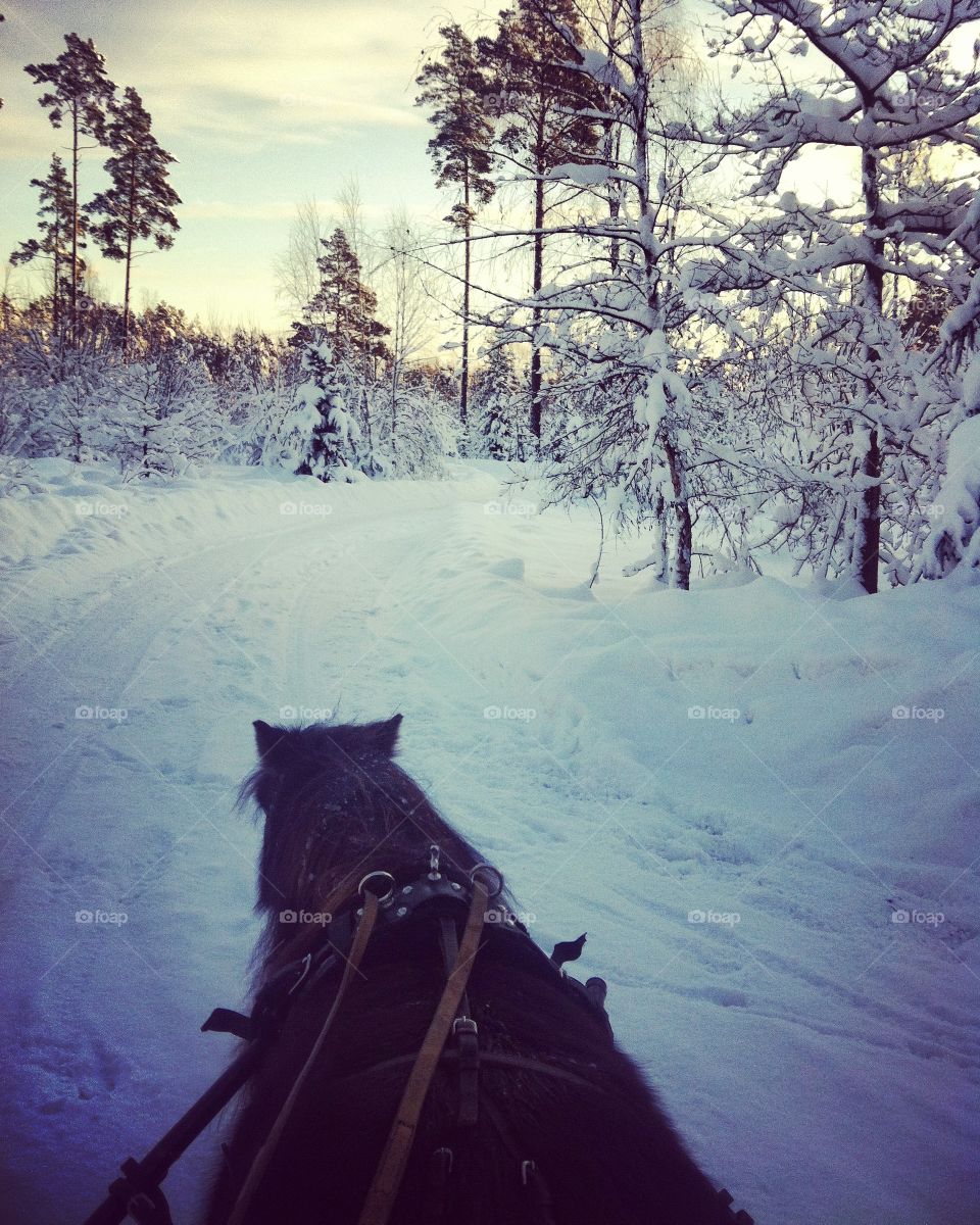 Horse power in the snow