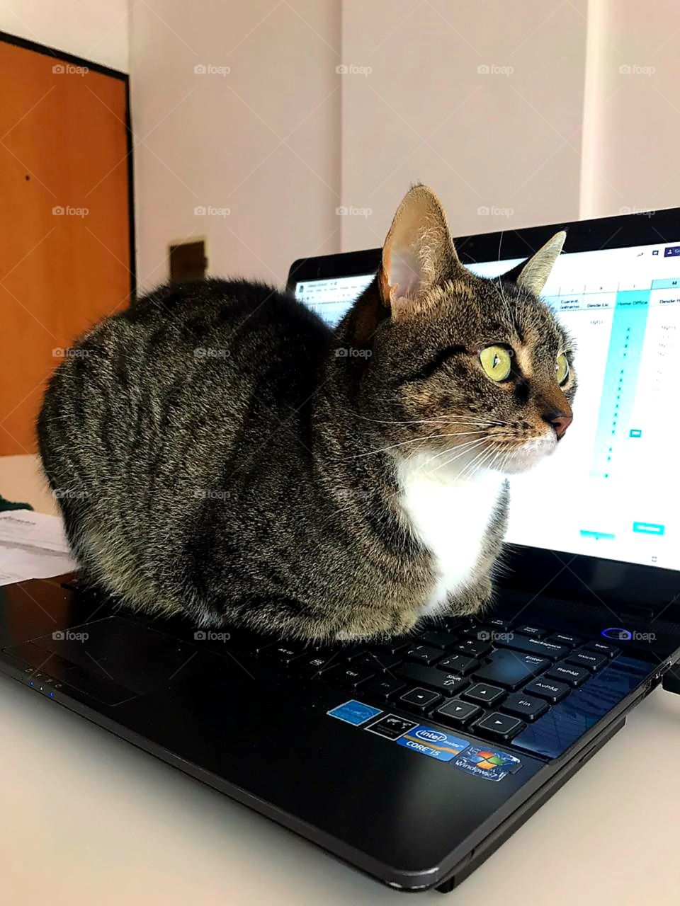 Home office cat