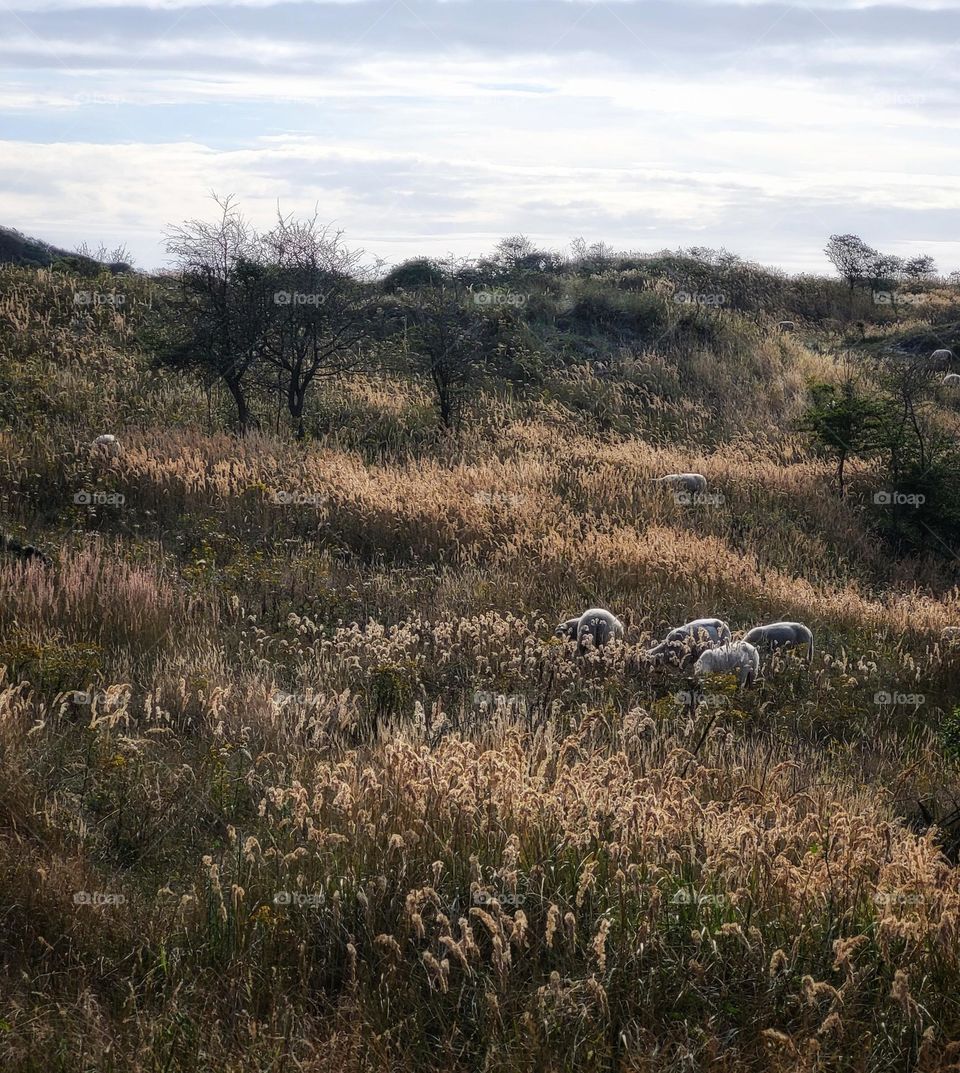 The dunes of Burgh Haamstede in the Netherlands