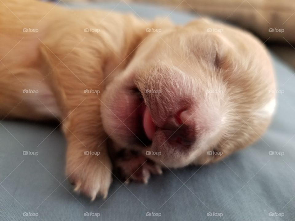 Yorkie-Poo puppy, 9 days old, face close-up, tongue out