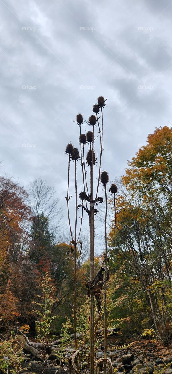 Sky High Thistles