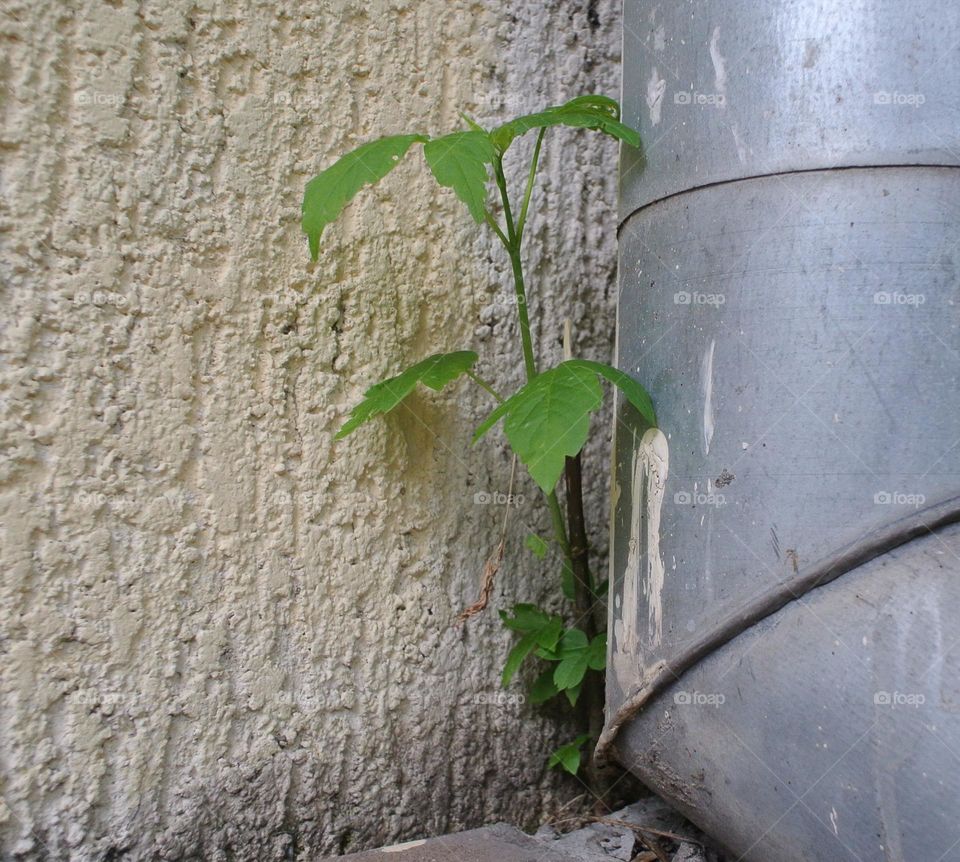 Little tree on the wall