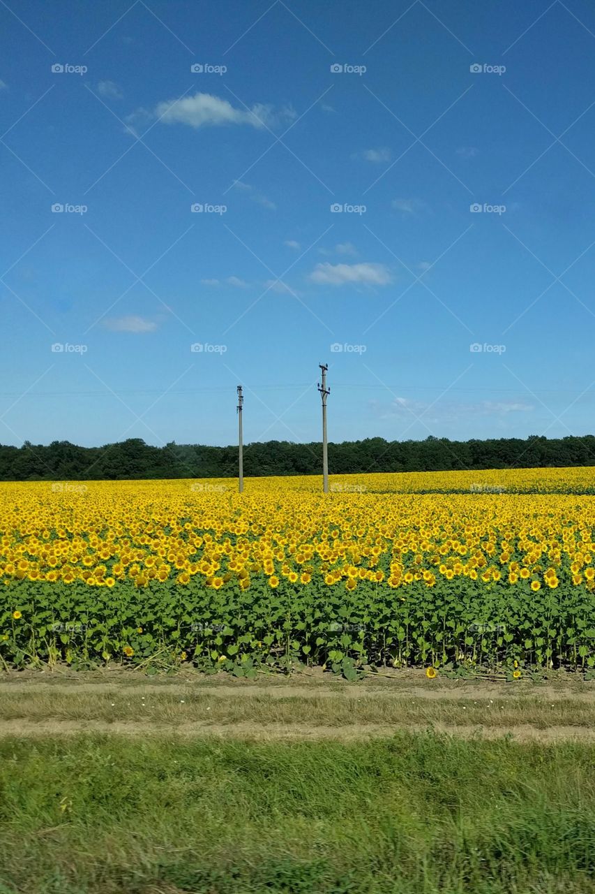 sunflower plain