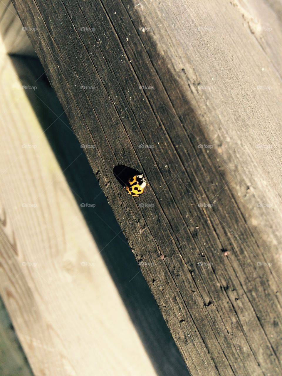 Lady bug on wood