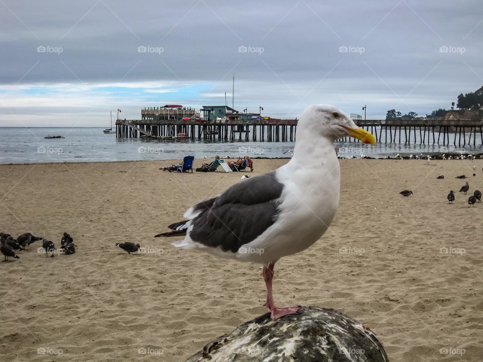 Seagull on his perch on the beach in the seaside town of Capitola California with the wharf in the background and the beautiful sandy beach