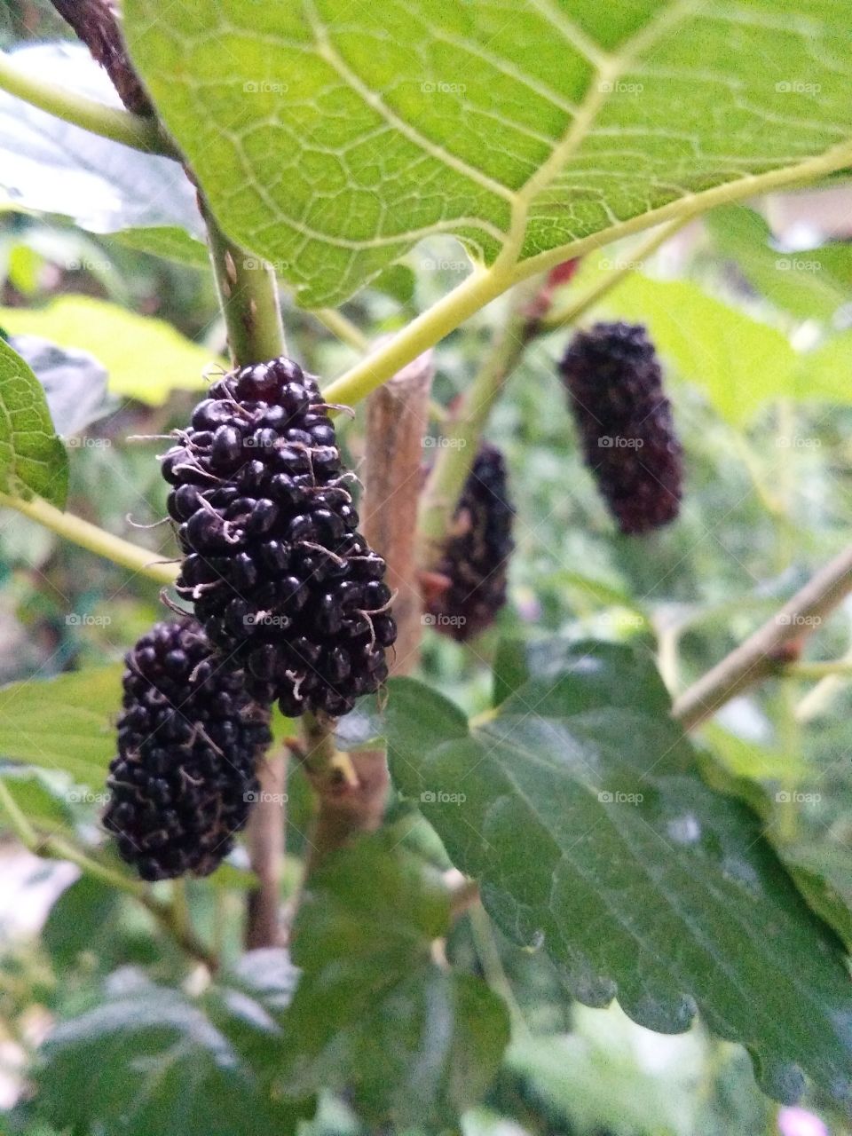 ripe black mulberries