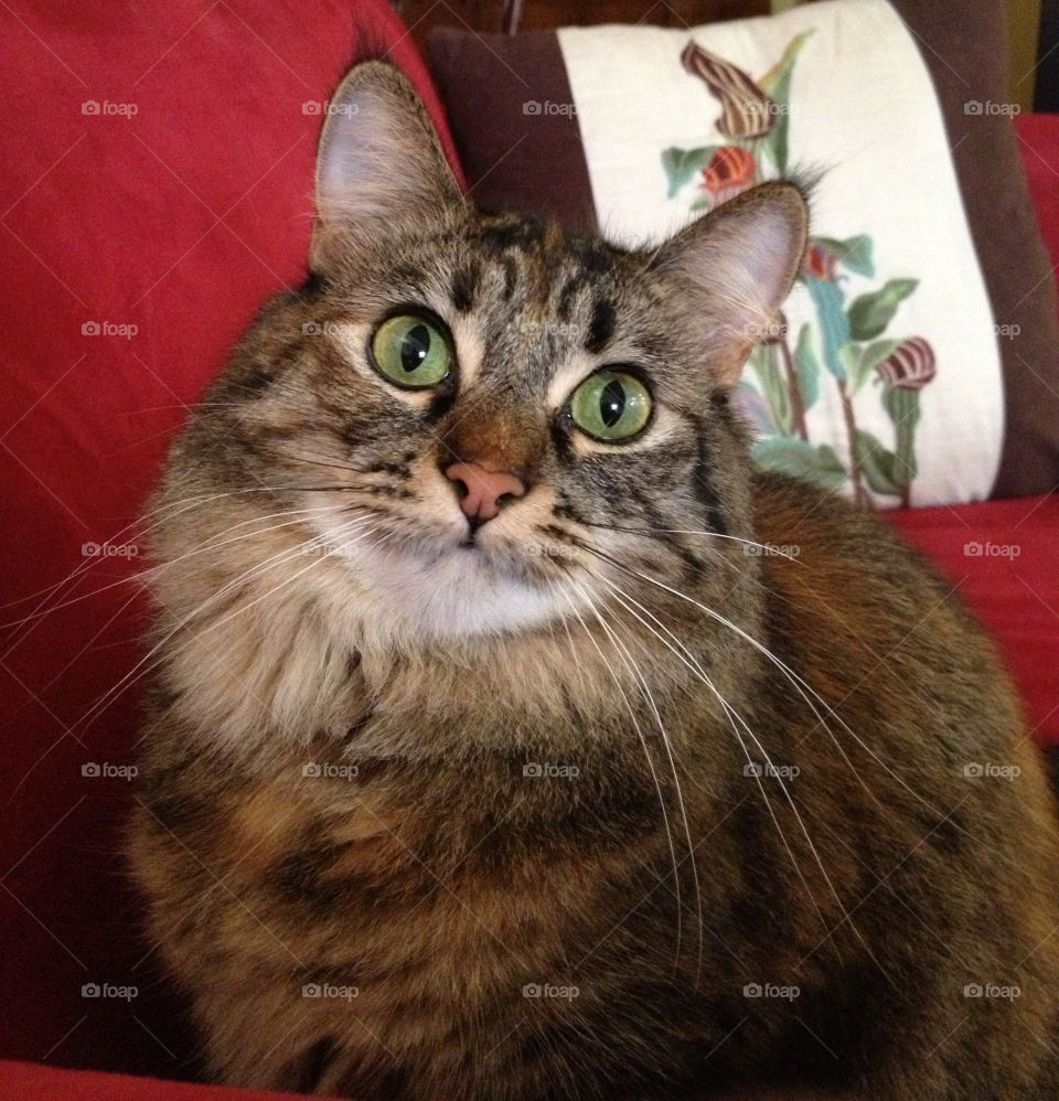 red cat kitten sofa by emmanuelgr