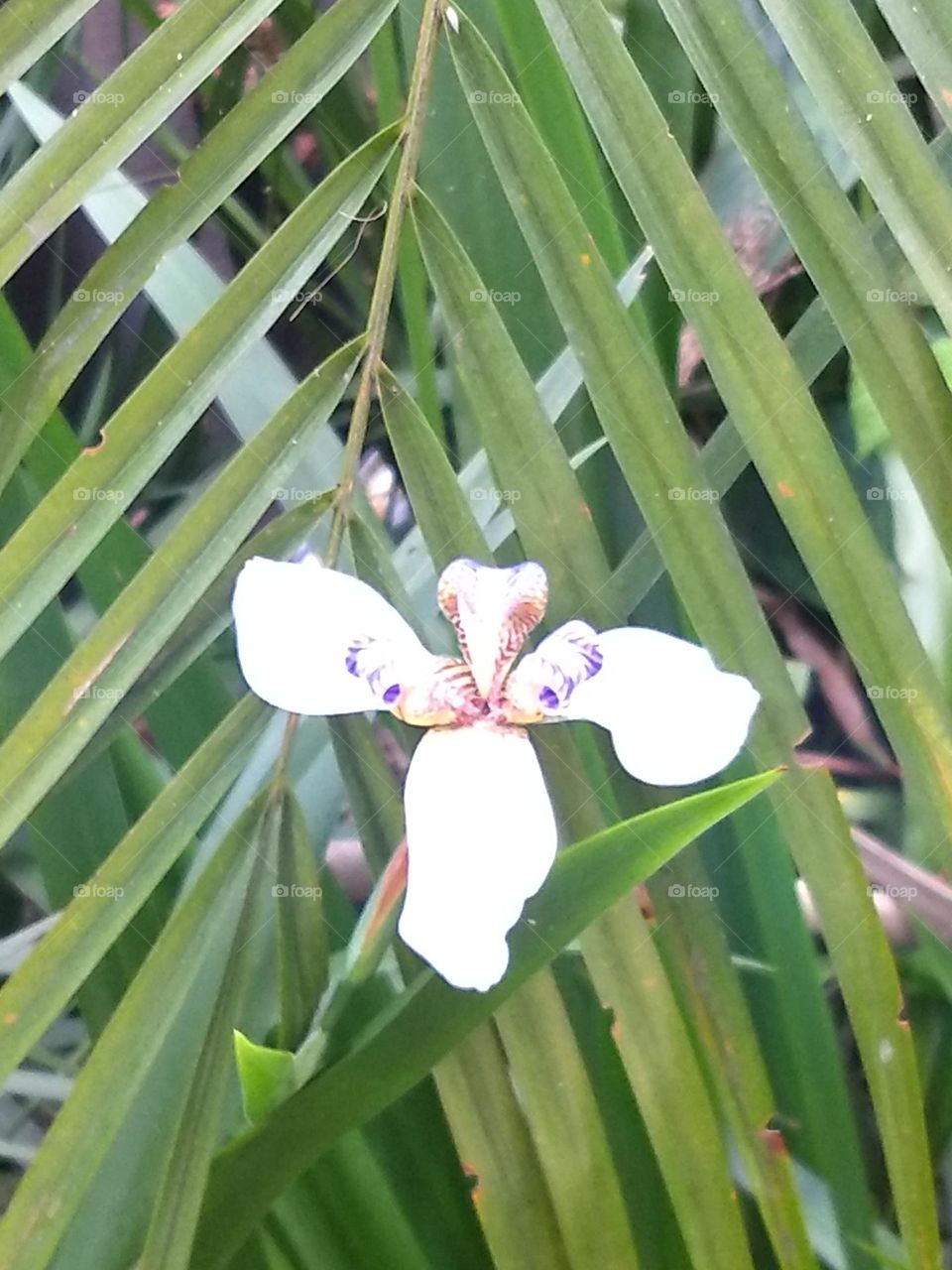 white flower and leaves