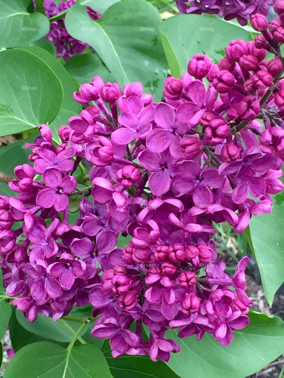Lilacs in bloom