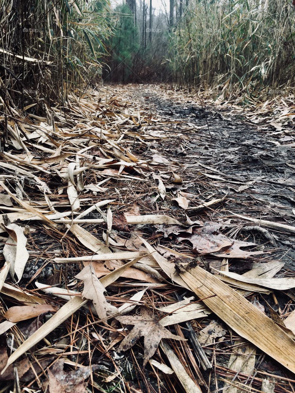 Muddy trail covered with senesced cane leaves in the forest