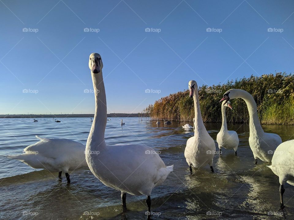 Swans