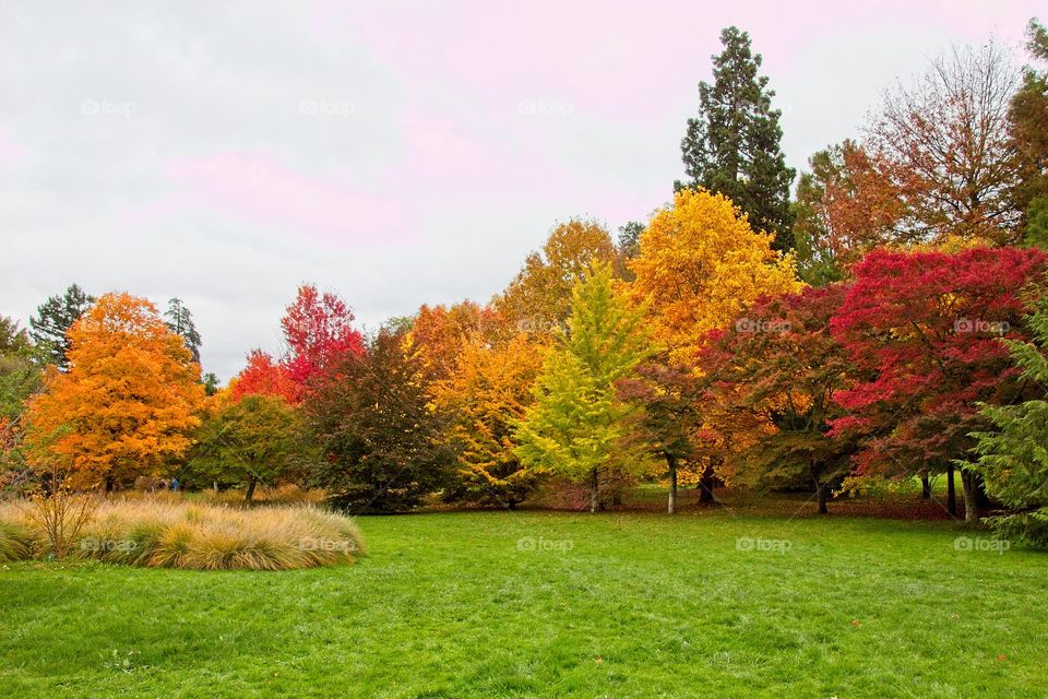 autumn tree in the park