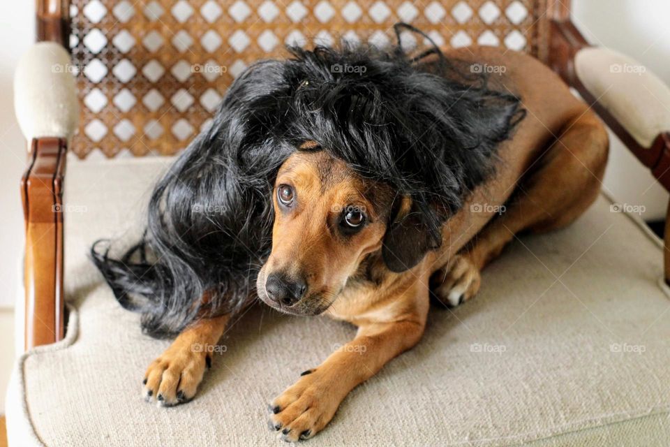 Dog wearing a wig