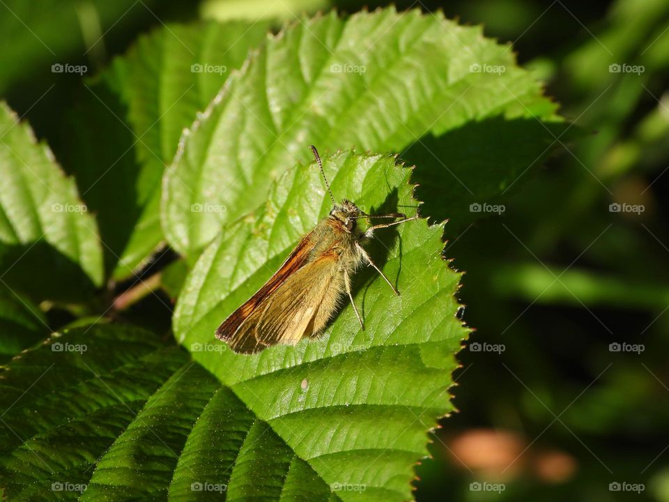 A moth on a leaf