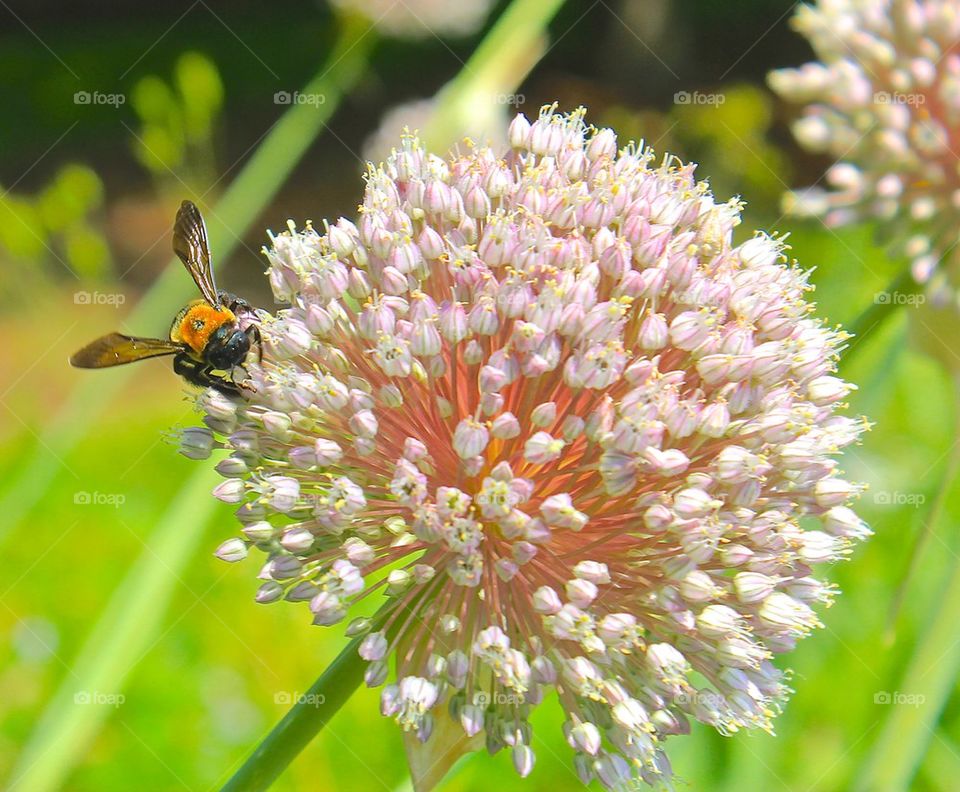 Insects and flowers