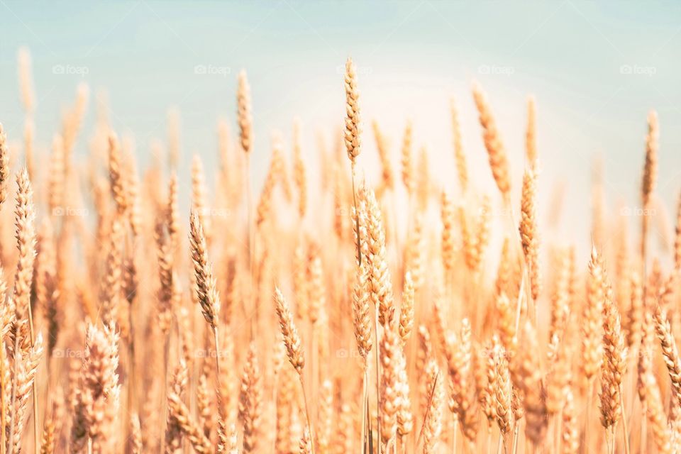 Field of the wheat